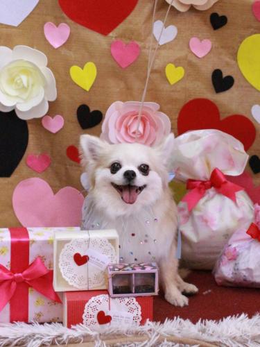 20230216クッキーくん